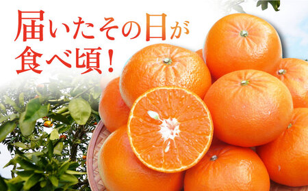 【先行予約】家庭用麗紅 約3kg[ECL001] れいこう 柑橘 果物 みかん