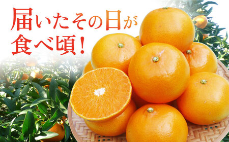 【ご家庭用】 せとか 約3kg ー2027年3月より発送ー 長与町/果豊園  [ECL003]  みかん ミカン 柑橘 かんきつ フルーツ 果物 完熟 季節限定 家庭用 先行予約 長崎県産 長与町