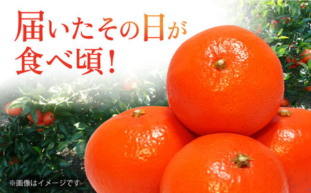 【2026年12月先行予約】【家庭用】みはや 約3kg[ECL004] 長崎 長崎みかん