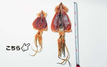 大羽するめ 4～5号 15枚セット FKK003