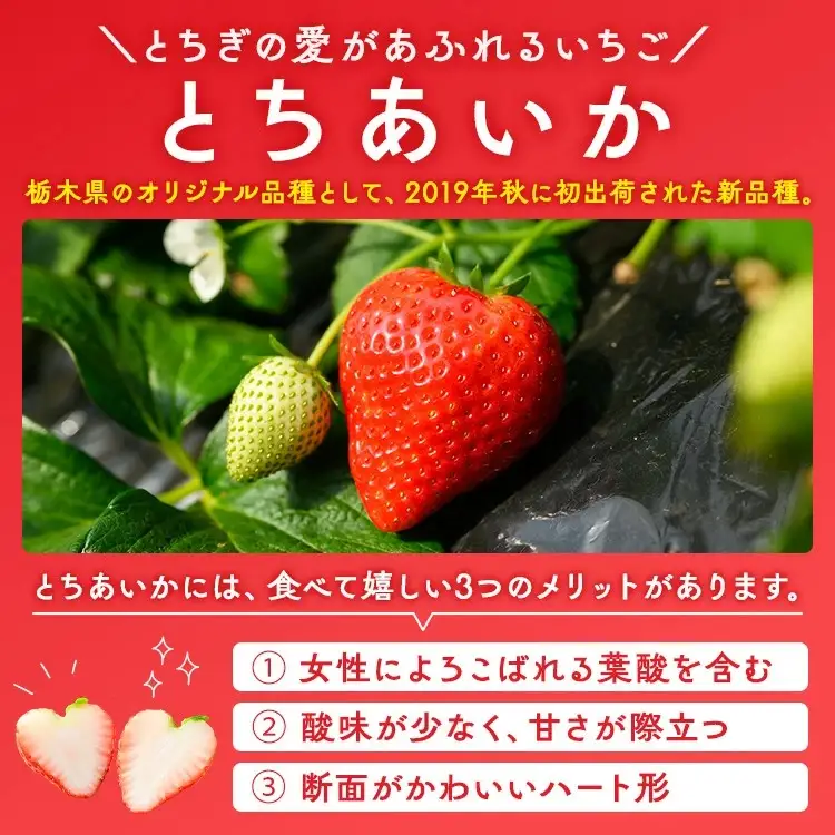 いちご（とちあいか） 290g×2パック 580g以上 ｜ ※2026年11月～発送