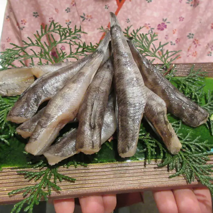 高知県産特大目光の干物