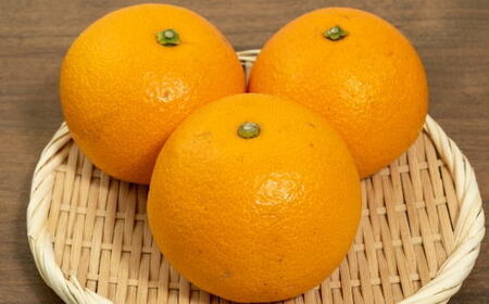 【希少品】和歌山県産紅八朔約5kg（サイズ混合）★2027年1月下旬～2027年2月中旬頃順次発送【先行予約】【TM88】【TM025-tec944A】