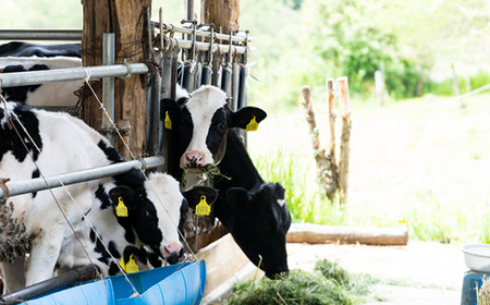 JA27　いちだヨーグルト（のむヨーグルト） 150ml×18本 // 長野県 南信州 市田酪農 飲むヨーグルト ヨーグルト 濃厚