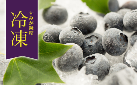 KB05 冷凍ブルーベリー 約1kg【2Lサイズ以上】／2026年8月上旬頃から順次発送｜ 長野県 南信州 松川町 摘みたて 朝摘み 新鮮 安全 産地直送 農家直送 大粒 2Lサイズ以上 冷凍 ブルーベリー 果物 フルーツ