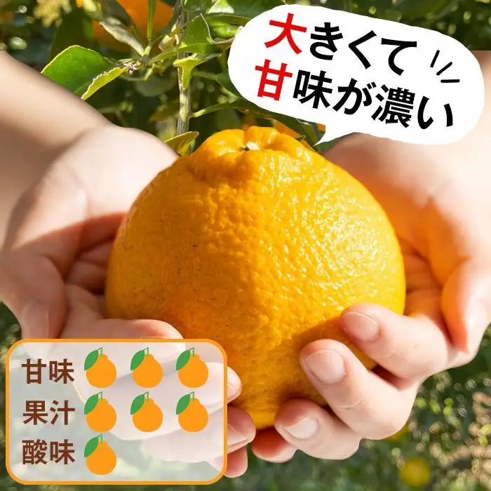 不知火 希少な樹上完熟！ 秀品大玉 6個入 (約2kg)　［2027年2月末頃から3月末頃まで発送］［KT2］
