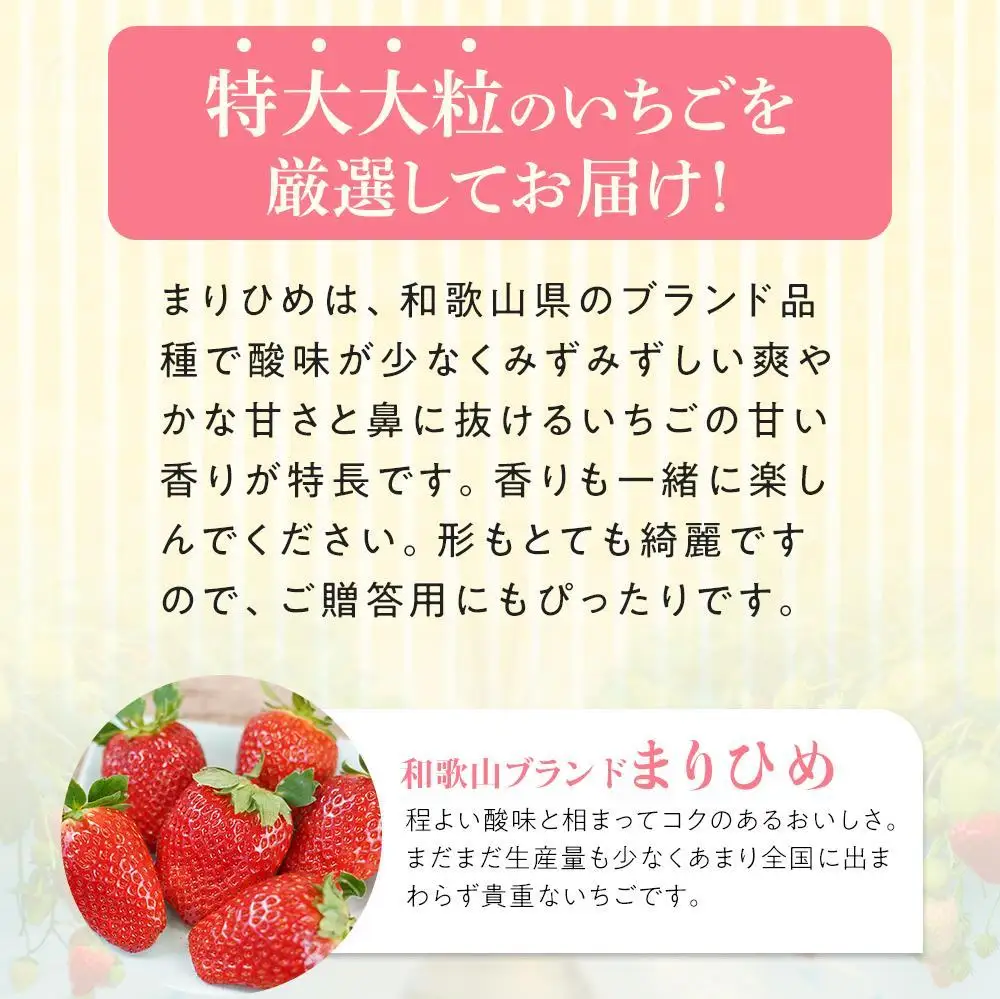 特大まりひめイチゴ 朝摘 6個～11個入×4パック［2027年1月中旬頃より発送］［先行予約］［KT4］