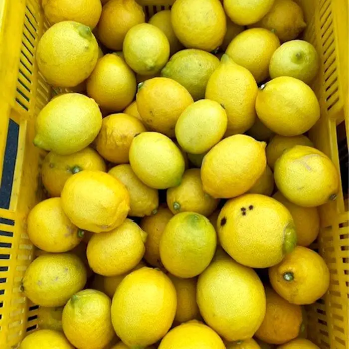 ［2027年1月中旬より順次発送］和歌山県産　レモン　約5kg　家庭用（サイズ混合）［まごころ手選別］［US1］