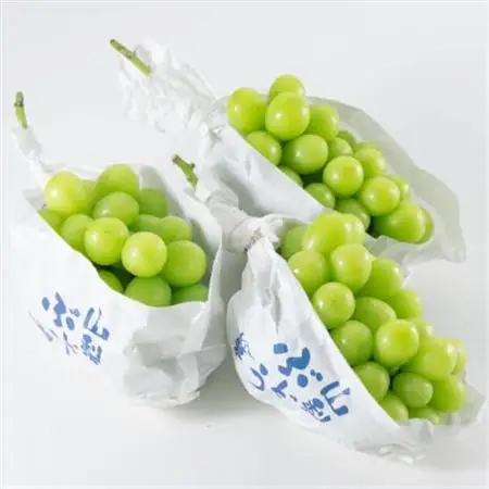 【2026年発送】山梨市産「シャインマスカット(種なし)」 約1.65kg (約550g×3房)【配送不可地域：離島・沖縄県】【1117302】
