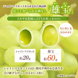 雄宝 1房 約1～1.2kg 収穫当日出荷 大粒 マスカット ぶどう フルーツ 果物 皮ごと食べられるぶどう 新品種 種なし シャインマスカット おやつ デザート 産地直送 新潟県 新潟 