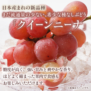 クイーンニーナ 2房 約1～1.2kg 収穫当日出荷 大粒 ぶどう フルーツ 果物 種なし おやつ デザート 新品種 希少品種 産地直送 新潟県 新潟 