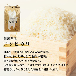 こしひかり 精米 5kg 新潟産 コシヒカリ 米 お米 こめ コメ 白米 産地直送 新潟県産 新潟県 新潟 