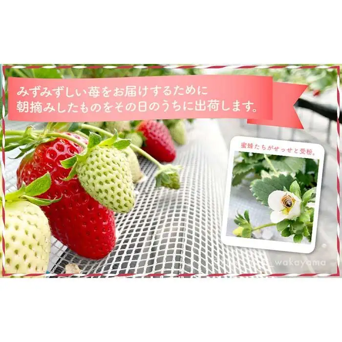 特大まりひめイチゴ 朝摘 6個～11個入×2パック［2027年1月中旬頃より発送］［先行予約］［KT3］