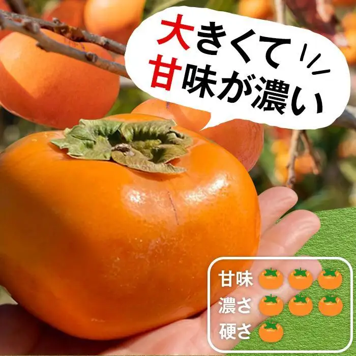 柿(種無し) 6個入 秀品大玉［2026年9月末頃より発送］［KT1］柿