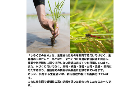 新潟県産ブレンド米 10kg（5kg×2袋) 令和6年産米 ブレンド米 精米 コシヒカリ含む  [株式会社白熊]【010S455】