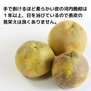 訳あり 愛南ゴールド  【河内晩柑】 8kg