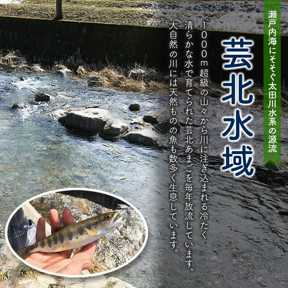 釣り券 遊漁証 2026年年券 渓流釣り遊漁証 広島 北広島町八幡川漁業協同組合管内  一般（高校生以上）_YA103_001