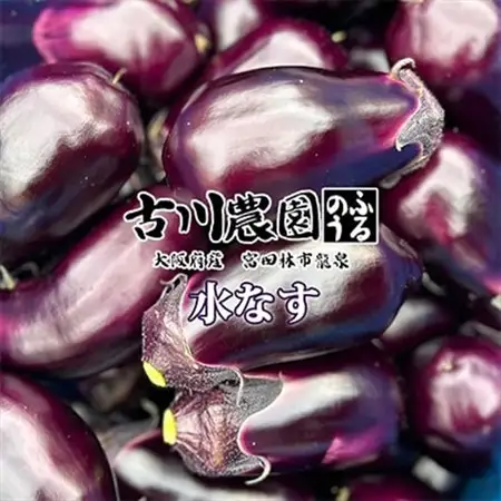 【20本】古川農園　「生水なす」2個入×10袋　そのまま食べられる青果で水なすを産地直送でお届け!_野菜 茄子  なす ナス_【1484515】