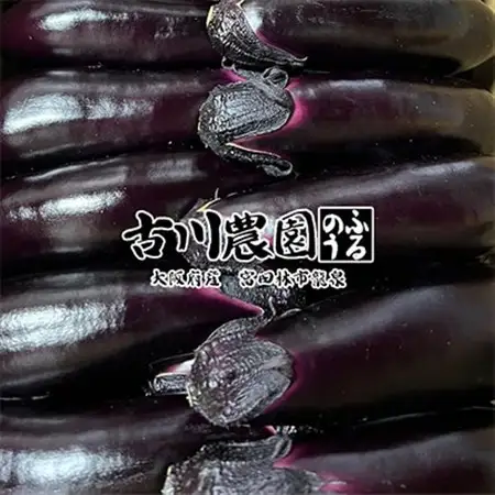 【産地直送】古川農園　「大阪なす」どんな料理にもよく合う万能ナス!2本入×10袋_野菜 茄子  なす ナス_【1484531】