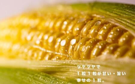 とうもろこし ＜2026年8月～9月発送＞【富士山の麓で育つ】河口湖町産Inakakara「ゴールドラッシュ」20本 野菜 やさい とうもろこし トウモロコシ コーン 先行予約