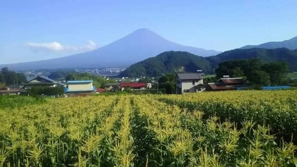 とうもろこし ＜2026年8月～9月発送＞富士河口湖町産Inakakara「ドルチェドリーム」6本 野菜 やさい とうもろこし トウモロコシ コーン 先行予約
