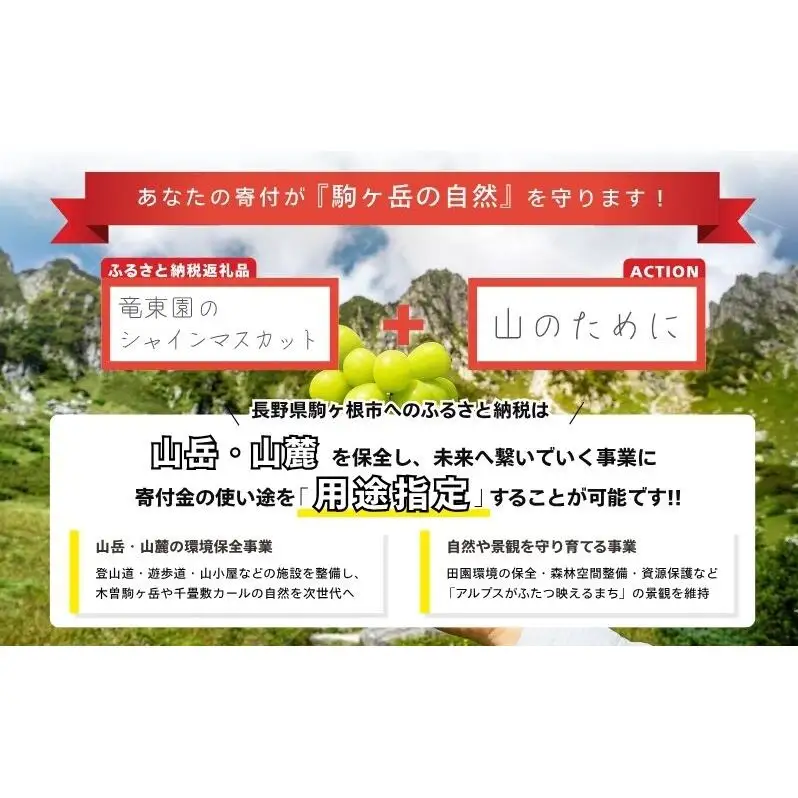【駒ヶ岳の恵み・朝採り直送】シャインマスカット 約1kg 2～3房 中央アルプス 駒ヶ根産 種なし 皮ごと 山の雫 木曽駒ヶ岳 宝剣岳 千畳敷カール 寒暖差 信州 長野 ぶどう 2026