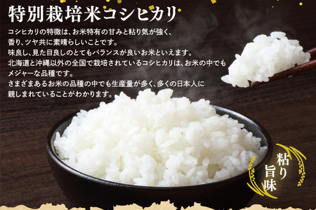 【精米】 こしひかり 10kg 令和7年産 特別栽培米 白米