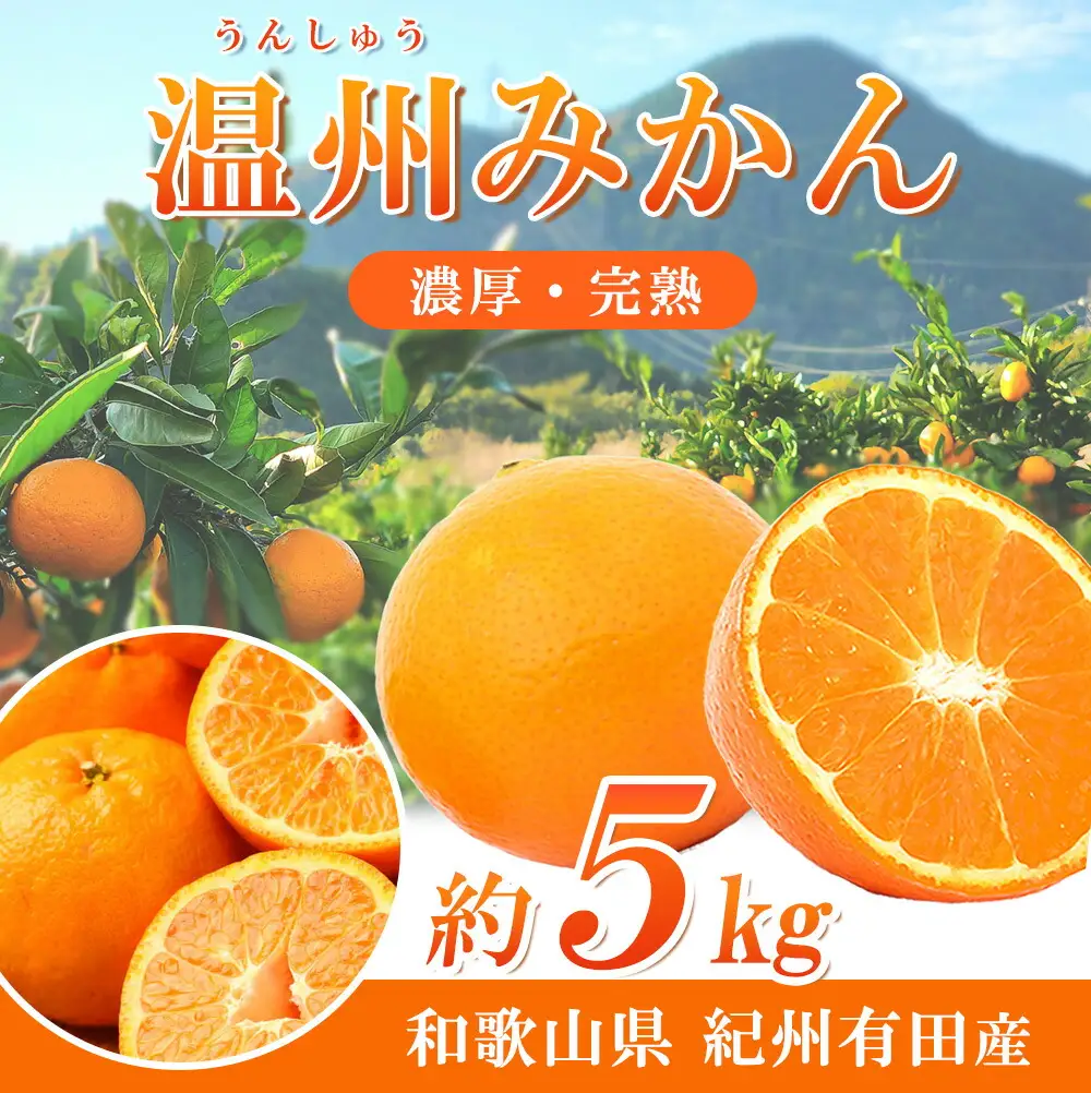 【先行予約】紀州有田産 濃厚完熟 温州みかん 5kg ※2026年11月下旬～2027年1月下旬頃に順次発送予定 / みかん ミカン 蜜柑 温州みかん 柑橘 フルーツ 果物 くだもの 和歌山【uot006】