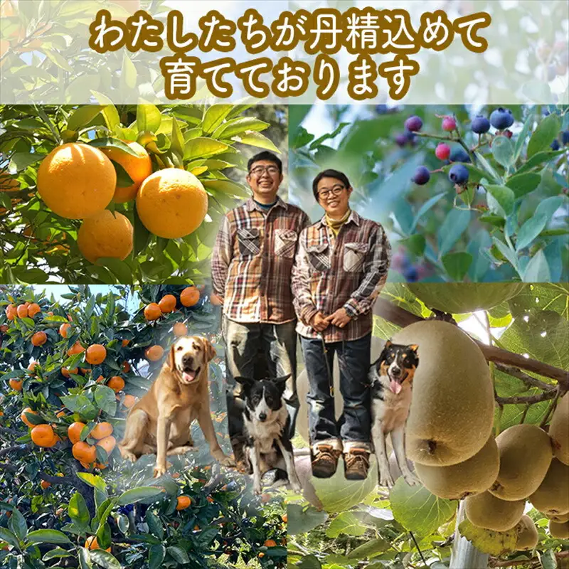 手づくりジャムソース 4本セット 手作りみかん キウイ あまなつ ブルーベリー 125ml 詰め合わせ ギフト 【 家庭用 自宅用 贈答品 贈答用 ギフト お取り寄せ お中元 お歳暮 贈り物 お祝い 神奈川県 小田原市 ジャム ジャム】