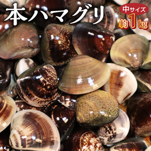 KKN水産 天然!! 有明海産の本ハマグリ（中サイズ 約１㎏） _U111-0003