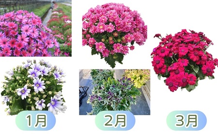 モリヒロ園芸が育てたお花の12ヶ月定期便 植物 