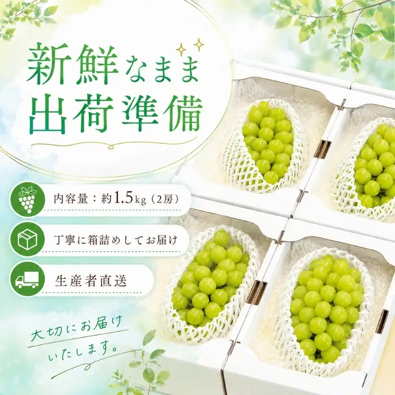 数量限定 モリヒロ園芸が育てたシャインマスカット 約1.5kg（2房） フルーツ ぶどう 