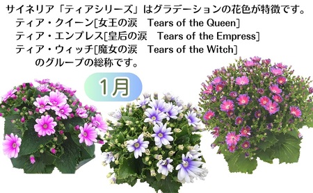 モリヒロ園芸のオリジナルブランドのお花6ヶ月定期便 植物 
