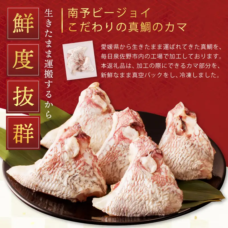 国産 活〆養殖 真鯛のカマ 合計1.2kg