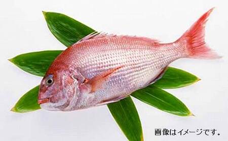 高知産「真鯛」炊込みの素 3合炊込み用タレ付 【興洋フリーズ株式会社】 [ATBX009]