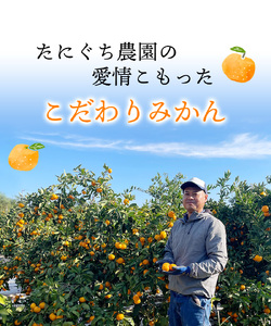 S-Lサイズ不揃い たにぐち農園早生温州みかん(マルチ栽培)　3kg【11月中旬～12月中旬に順次発送】 不揃い / みかん フルーツ 果物 くだもの【mtn101A】