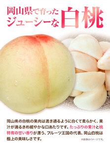 岡山白桃4玉 & ピオーネ1房 & シャインマスカット1房 詰合せ【配送不可地域あり】