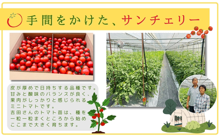 【先行予約】ミニトマト サンチェリー 1.5kg 農家直送 福島県 田村市