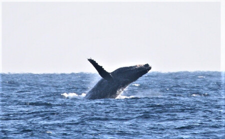ウォッチング船「フリッパー」で行くイルカ・クジラウォッチング