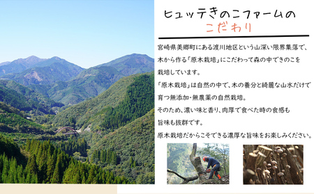 宮崎県産 乾燥 椎茸 40g×1袋 チャック袋入 [ HUTTE 宮崎県 美郷町 31ao0011]