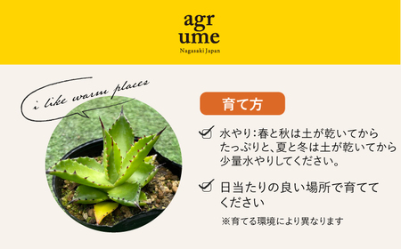 Agave chiapensis　アガベ チアペンシス 1株 長与町/アグリューム[EAI121]  観葉植物 多肉植物 苗 植物 アガベ あがべ インテリア