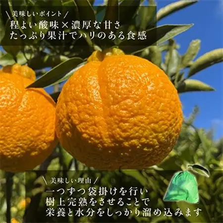 先行受付!　数量限定　不知火　樹上完熟　約2kg　大玉6個入　こだわり農家厳選!【1485757】