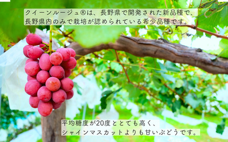 TK13　ぶどう クイーンルージュ®  約1kg ／2026年9月下旬～10月中 配送予定 // 稀少 新品種 長野県 南信州 松川町産 高糖度 葡萄 クインルージュ® 甘い 種なし 皮ごと