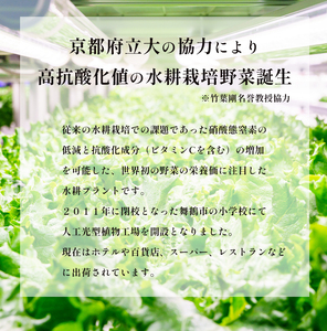 みらい乃野菜 はんなりレタス 12袋 ： レタス 水耕栽培