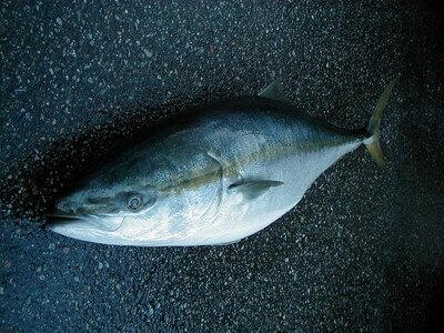 富山湾産ブリ お刺身用 炙りブロック約1kg｜魚介 魚貝 新鮮 お造り 冷凍 シーフード 鰤 ぶり お刺身ぶり 刺身 北陸 富山県 射水市