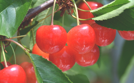 先行予約 全3回 フルーツ定期便 さくらんぼ 佐藤錦 尾花沢すいか もも 令和8年産  ja-ft3cx-b-mo