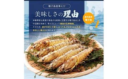 種子島 産 車えび ３L 冷凍 車海老 (250g×2袋) 計500g　NFN553【325pt】