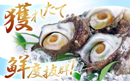 【先行予約】天然 活サザエ 2kg 鮮度抜群! 若狭湾の素潜り さざえ【2026年6月中旬以降順次発送予定】  [m17-a048]