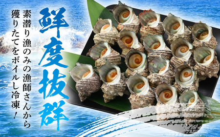 天然 サザエ ボイル済み 約14～18個 約800g (400g×2P)  若狭湾の素潜り さざえ   [m17-a051]