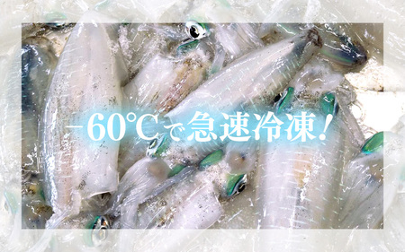 【先行予約】大好評！墨抜き済 活〆 若狭湾 天然 アオリイカの生冷凍 約1kg【2026年11月中旬以降順次発送予定】 刺身 イカ丼 イカフライ [m17-b012]